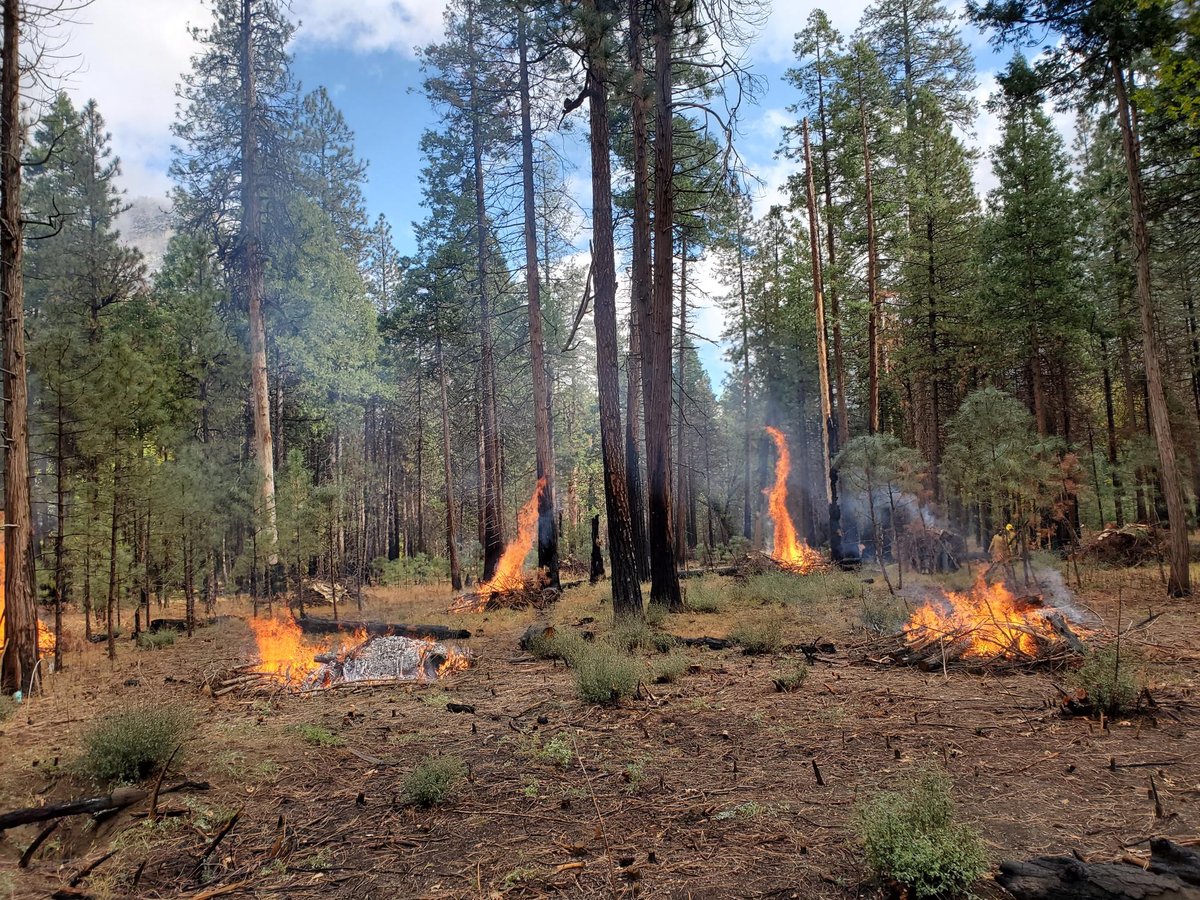 photo of small fires in piles in a forest